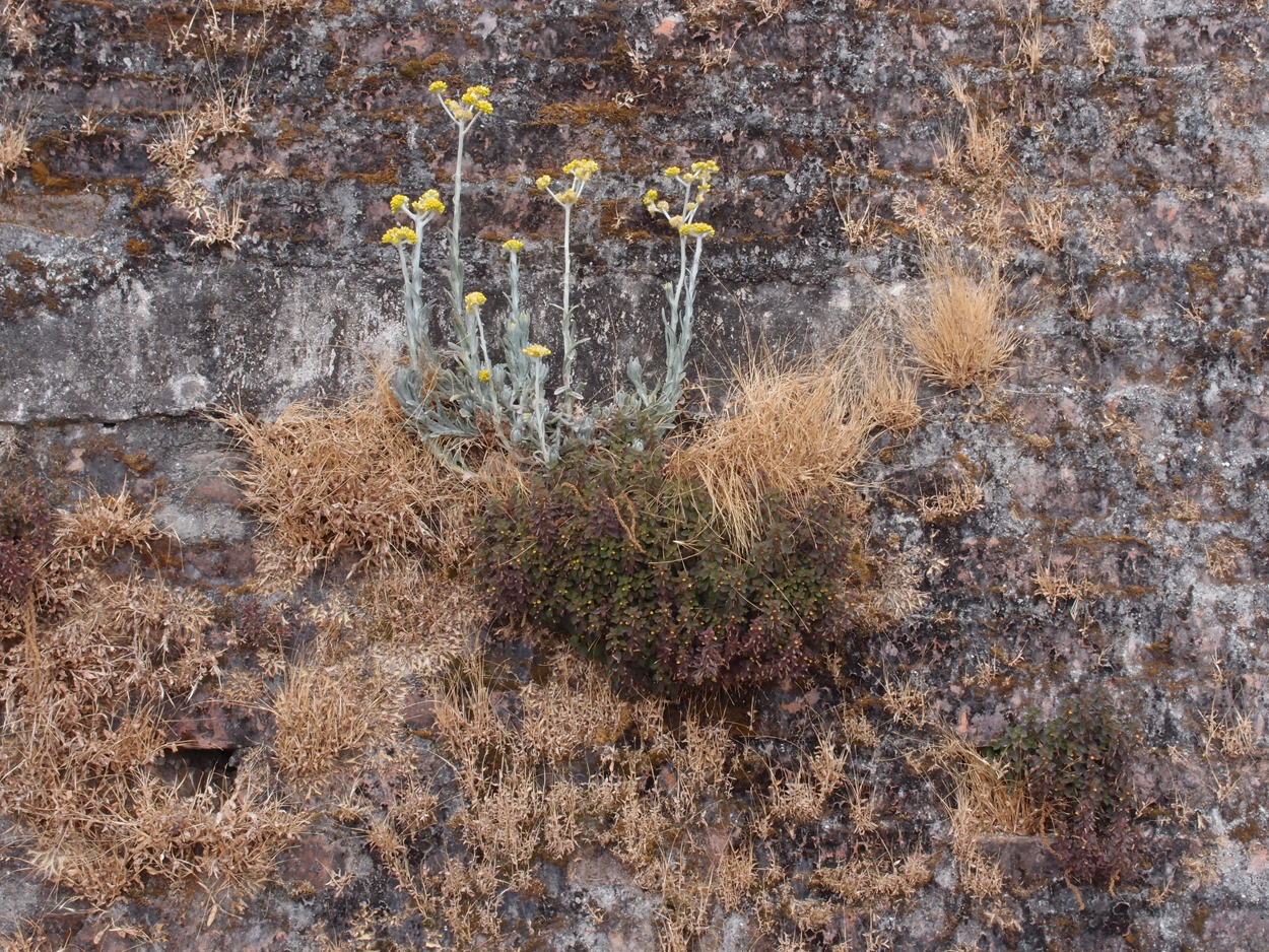 2018-01-16 12 Uhr - Im Shivapuri Nagarjun National Park (Nagi Gumba) (Foto) 